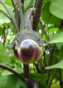 Aubergines