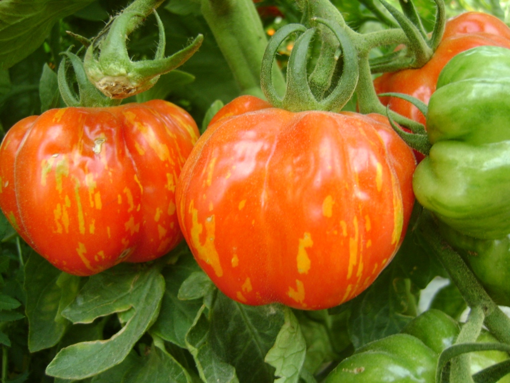 Plant de tomates